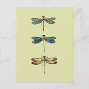 Carte Postale Illustrations de libellules