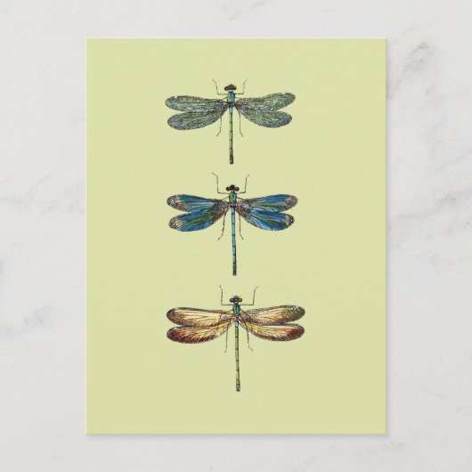 Carte Postale Illustrations de libellules (Devant)