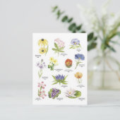 Carte Postale Illustrations florales botaniques (Debout devant)