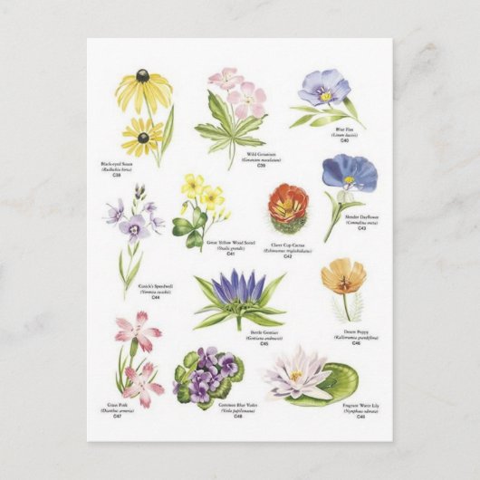 Carte Postale Illustrations florales botaniques (Devant)