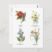 Carte Postale Illustrations florales botaniques (Devant / Derrière)