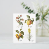 Carte Postale Illustrations florales botaniques (Debout devant)