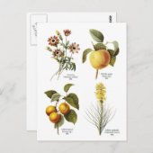 Carte Postale Illustrations florales botaniques (Devant / Derrière)