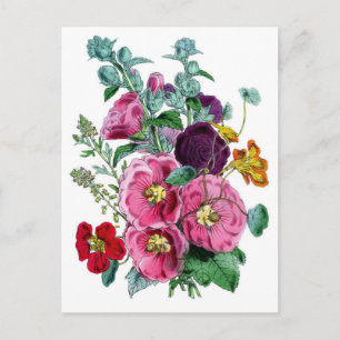 Carte Postale Illustrations vintages des botaniques Hollyhocks