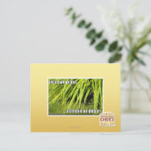Carte Postale im dans l'herbe (Debout devant)