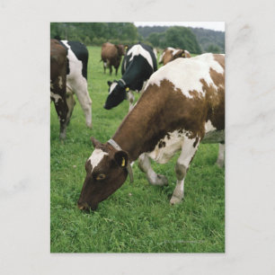 Carte Postale ima28991