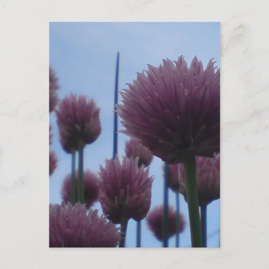 Carte postale - Image 1 (Devant)