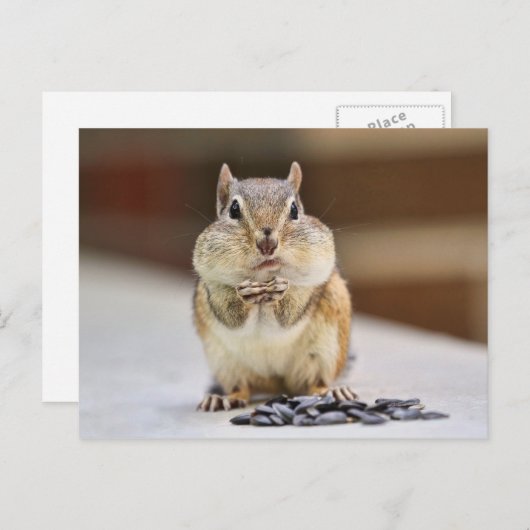 Carte Postale Image Chipmunk (Devant / Derrière)