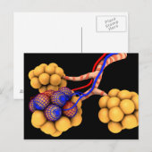 Carte Postale Image Conceptuelle D'Alveoli 4 (Devant / Derrière)