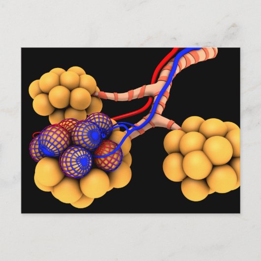 Carte Postale Image Conceptuelle D'Alveoli 4 (Devant)