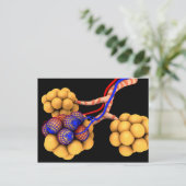Carte Postale Image Conceptuelle D'Alveoli 4 (Debout devant)
