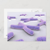 Carte Postale Image Conceptuelle De Chromosome 4 (Devant / Derrière)