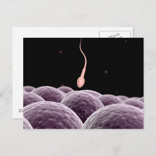Carte Postale Image Conceptuelle De La Fertilisation (Devant / Derrière)
