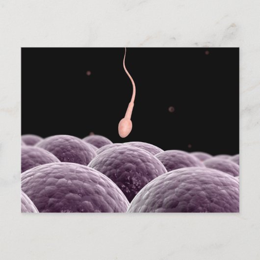 Carte Postale Image Conceptuelle De La Fertilisation (Devant)