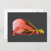 Carte Postale Image Conceptuelle De L'Anatomie Des Yeux Humains (Devant / Derrière)