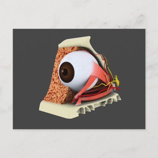 Carte Postale Image Conceptuelle De L'Anatomie Des Yeux Humains (Devant)