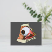 Carte Postale Image Conceptuelle De L'Anatomie Des Yeux Humains (Debout devant)