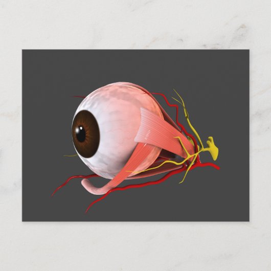 Carte Postale Image Conceptuelle De L'Anatomie Des Yeux Humains  (Devant)