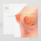 Carte Postale Image Conceptuelle De L'Anatomie Du Sein Féminin 1 (Devant / Derrière)