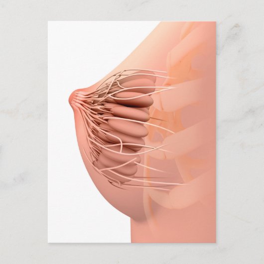 Carte Postale Image Conceptuelle De L'Anatomie Du Sein Féminin 2 (Devant)