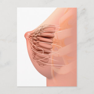Carte Postale Image Conceptuelle De L'Anatomie Du Sein Féminin 2