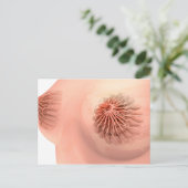 Carte Postale Image Conceptuelle De L'Anatomie Du Sein Féminin 6 (Debout devant)