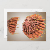 Carte Postale Image Conceptuelle De L'Anatomie Du Sein Féminin 8 (Devant / Derrière)