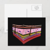 Carte Postale Image Conceptuelle Des Couches De La Peau Humaine  (Devant / Derrière)