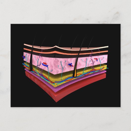 Carte Postale Image Conceptuelle Des Couches De La Peau Humaine  (Devant)