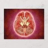 Carte Postale Image Conceptuelle Des Nerfs Craniens Dans Le Cerv (Devant)