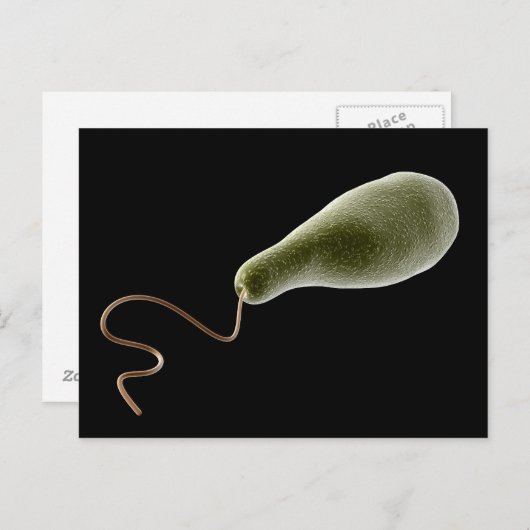 Carte Postale Image Conceptuelle D'Eugléna 2 (Devant / Derrière)