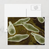 Carte Postale Image Conceptuelle D'Eugléna 3 (Devant / Derrière)