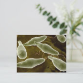 Carte Postale Image Conceptuelle D'Eugléna 3 (Debout devant)