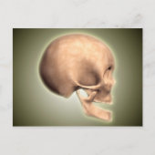 Carte Postale Image Conceptuelle Du Crâne Humain, Vue De Côté (Devant)