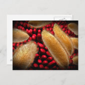 Carte Postale Image Conceptuelle Du Paramecium 1 (Devant / Derrière)