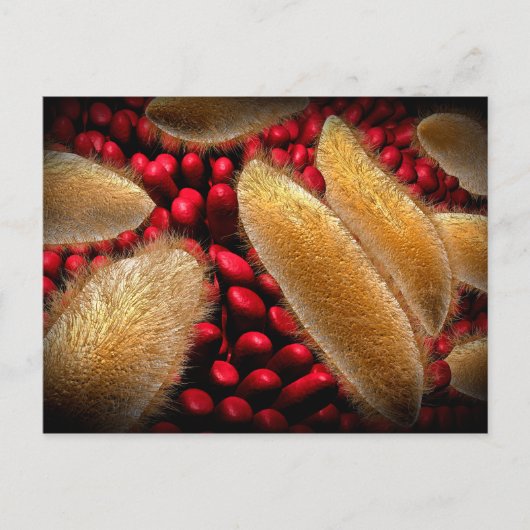 Carte Postale Image Conceptuelle Du Paramecium 1 (Devant)