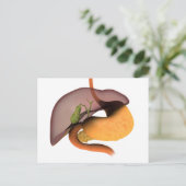 Carte Postale Image Conceptuelle Du Système Digestif Humain 1 (Debout devant)