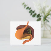 Carte Postale Image Conceptuelle Du Système Digestif Humain 4 (Debout devant)