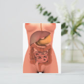 Carte Postale Image Conceptuelle Du Système Digestif Humain 5 (Debout devant)