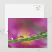 Carte Postale Image d'asters formés dans des gouttelettes d'eau (Devant / Derrière)