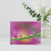 Carte Postale Image d'asters formés dans des gouttelettes d'eau (Debout devant)