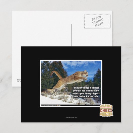 Carte Postale Image de chat (Devant / Derrière)