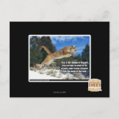 Carte Postale Image de chat (Devant)