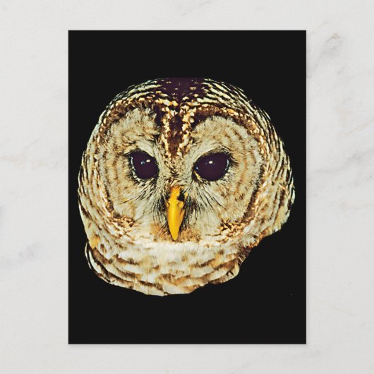 Carte Postale Image de hibou (Devant)