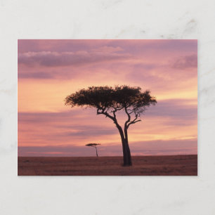 Carte Postale Image de silhouette d'acacia au lever du soleil