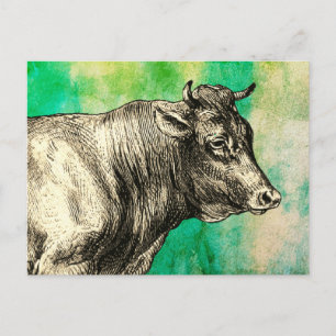 Carte Postale Image de taureau de vache de ferme vintage