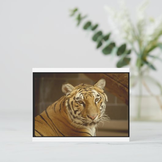 Carte Postale Image de tigre (Debout devant)