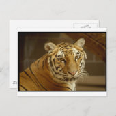 Carte Postale Image de tigre (Devant / Derrière)