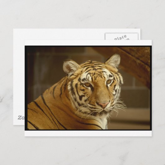 Carte Postale Image de tigre (Devant / Derrière)