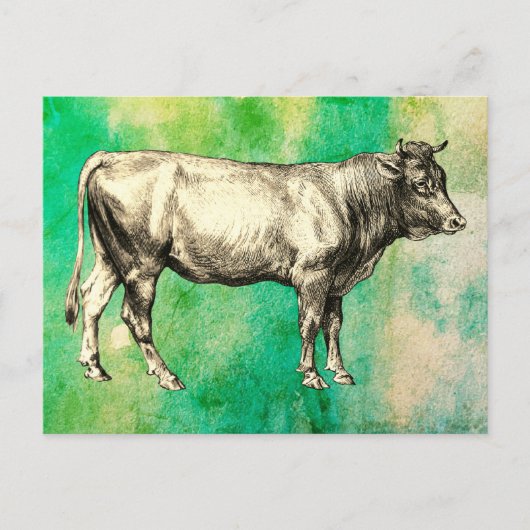 Carte Postale Image de vache de ferme ancienne taureau (Devant)